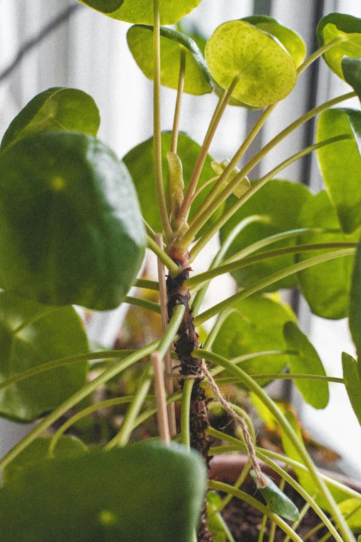 a plant with thick green leaves and bright lights