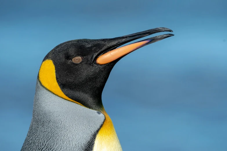 a close up s of the profile of an emperor penguin