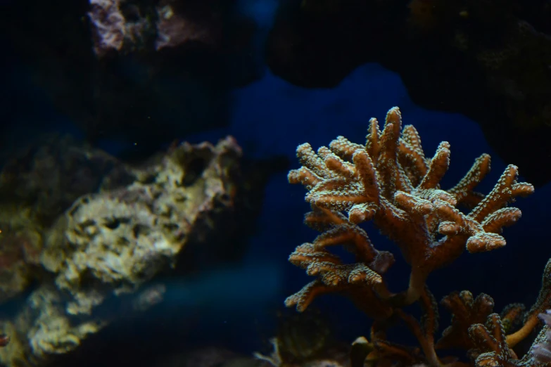 close up po of an aquarium coral and reef