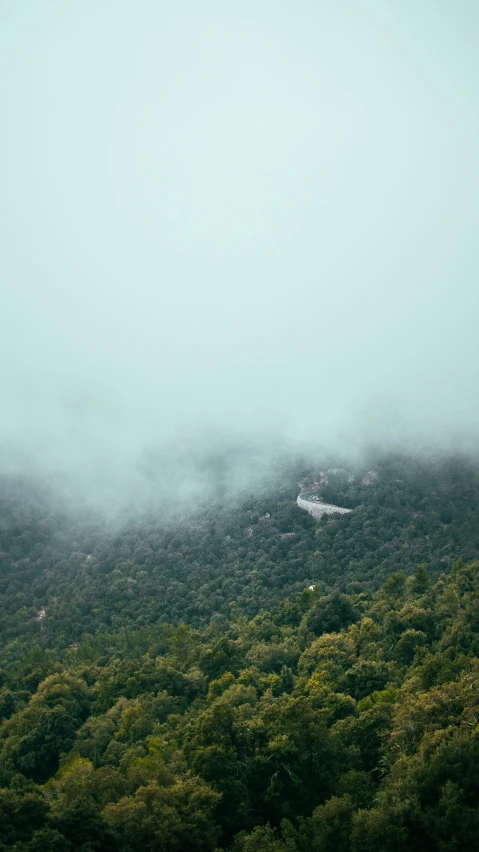 a forest of green trees on a foggy day