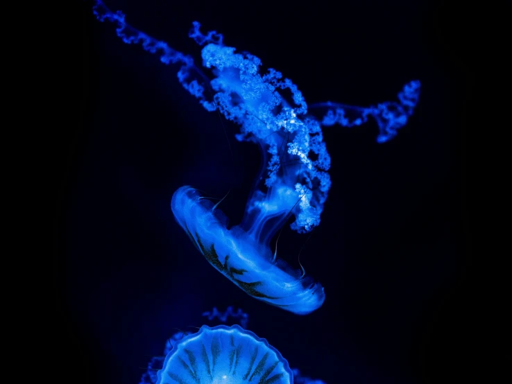 jelly fish in deep water with blue lights