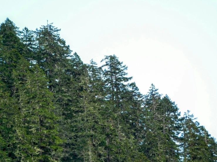 a forest with tall, green trees in the background