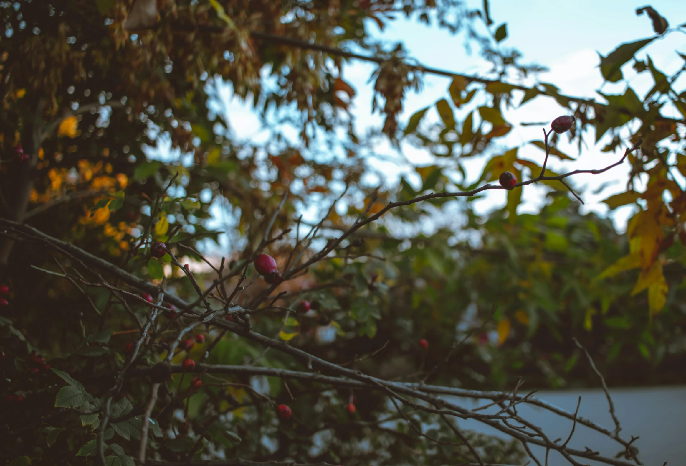 the nch of an apple tree with red fruit