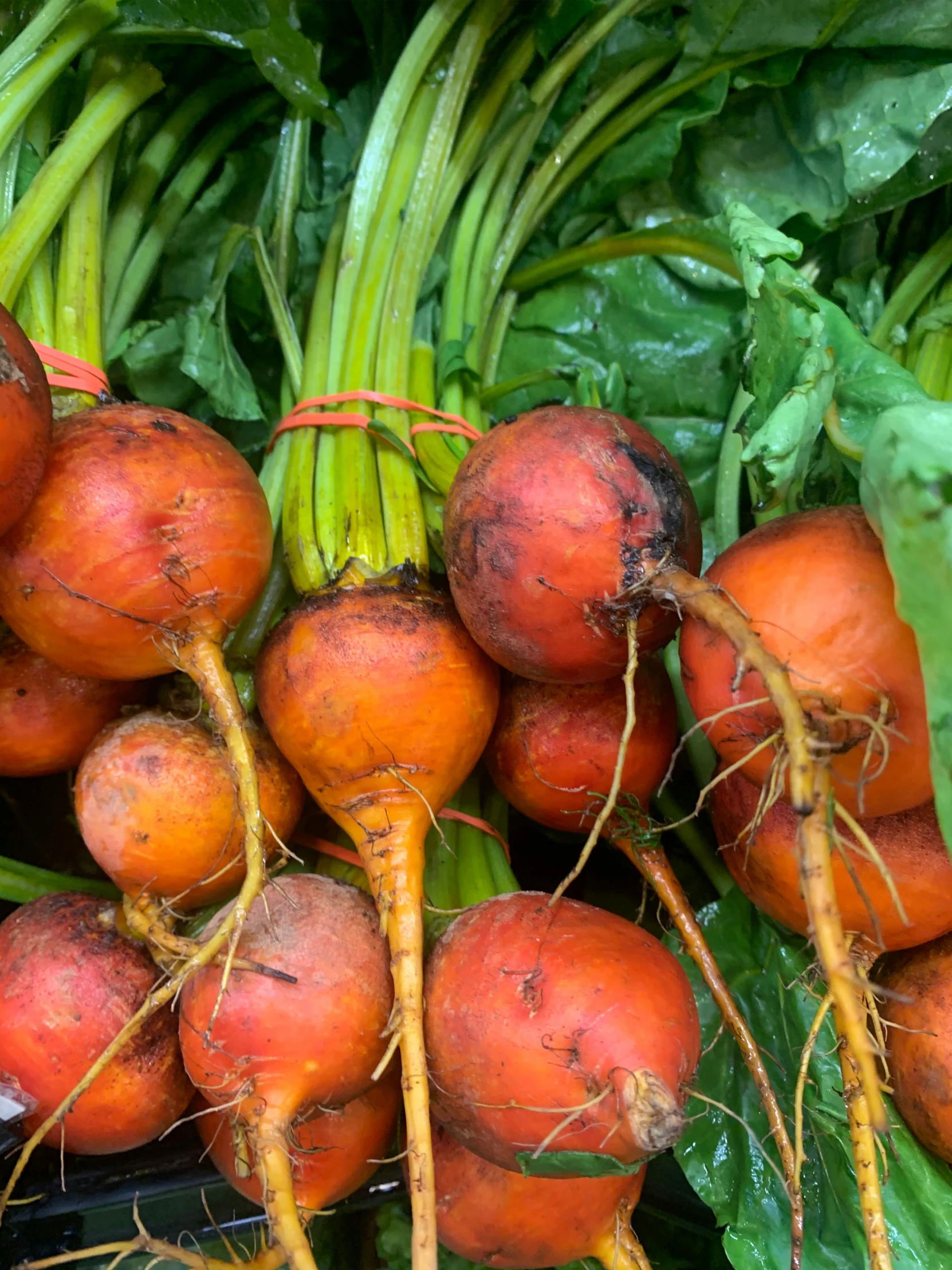 this is root vegetables growing together