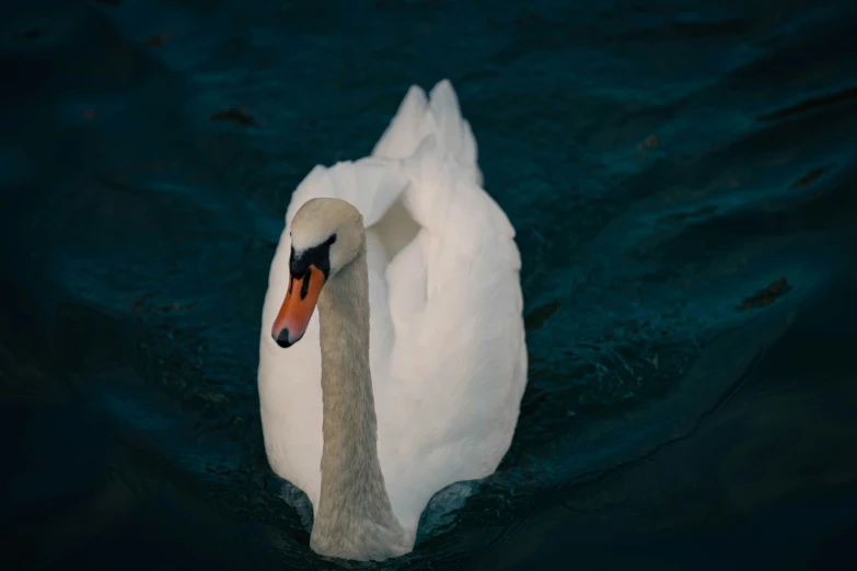 a swan that is swimming in the water