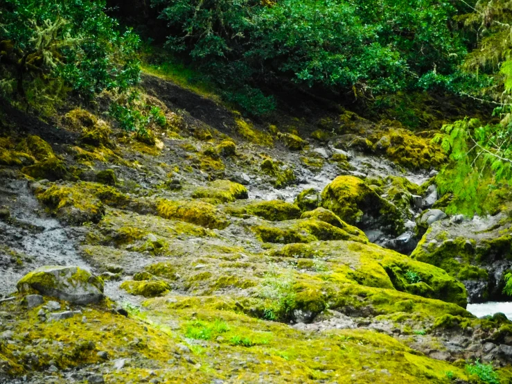 some very bright green rocks and grass and bushes