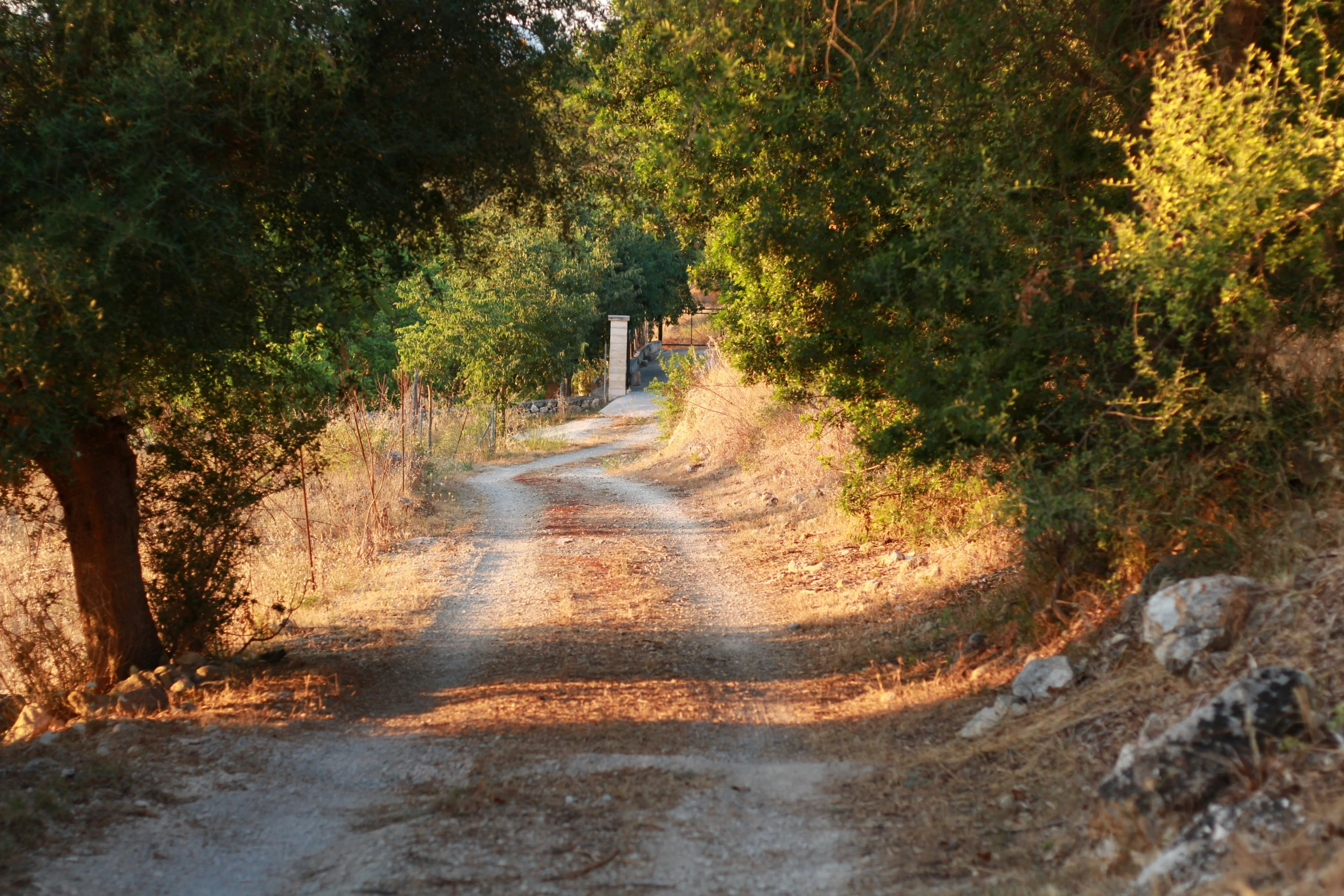dirt road with green trees and sign by the side