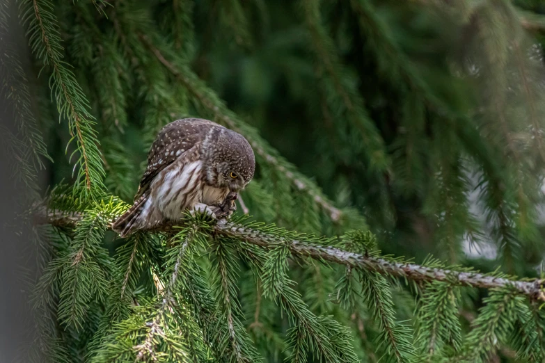 a brown owl perched on a pine nch