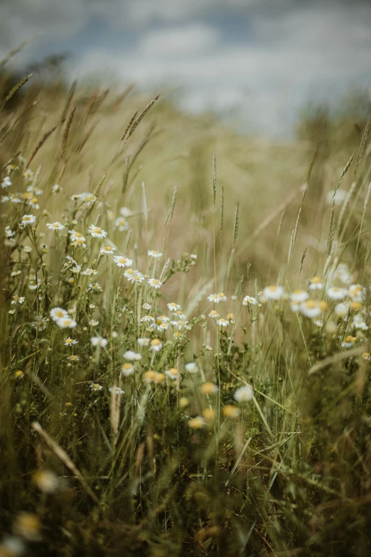 flowers in a field and the sky in the background