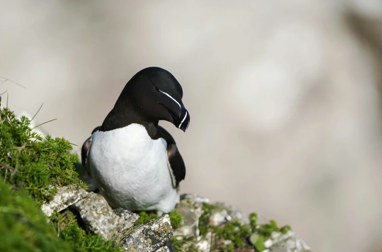 a bird that is sitting on top of moss