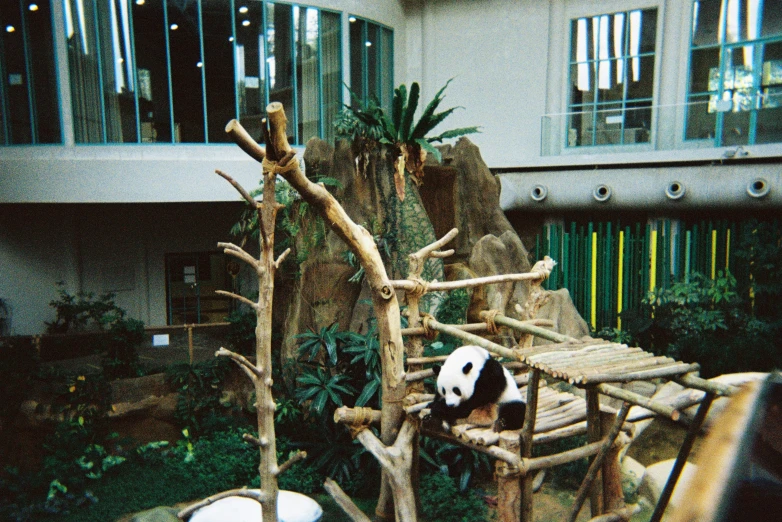 a panda bear sits on a wooden bench in a jungle