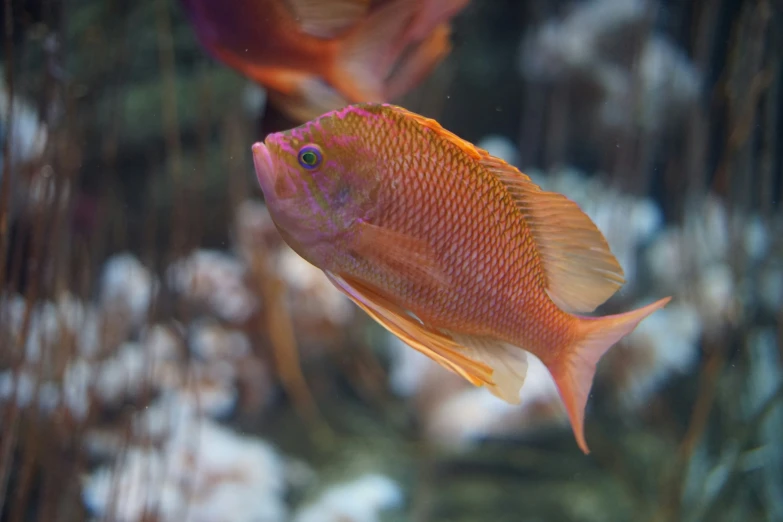 a close up of a fish on a coral reef