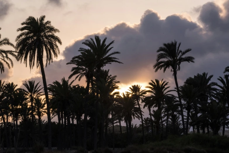 some tall palm trees a sunset and clouds