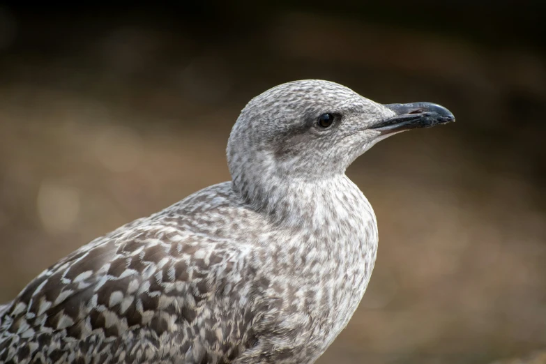 a bird with a white and grey pattern is sitting