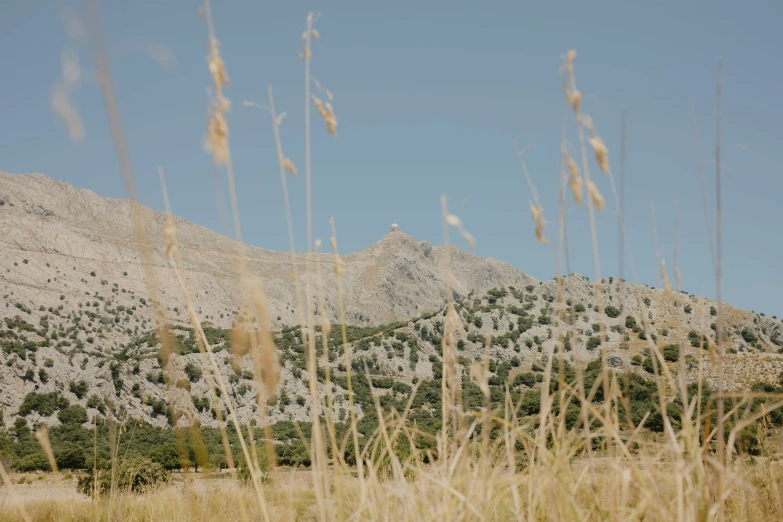 a bunch of tall grass with some mountains in the background