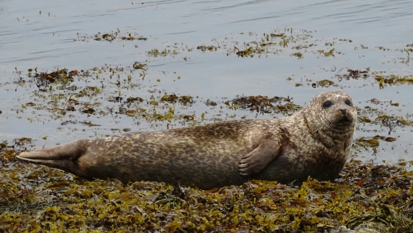an seal lies on the ground next to some water