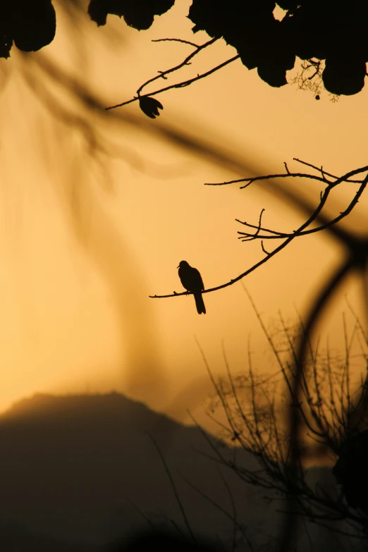 silhouette of bird sitting on nch near tree