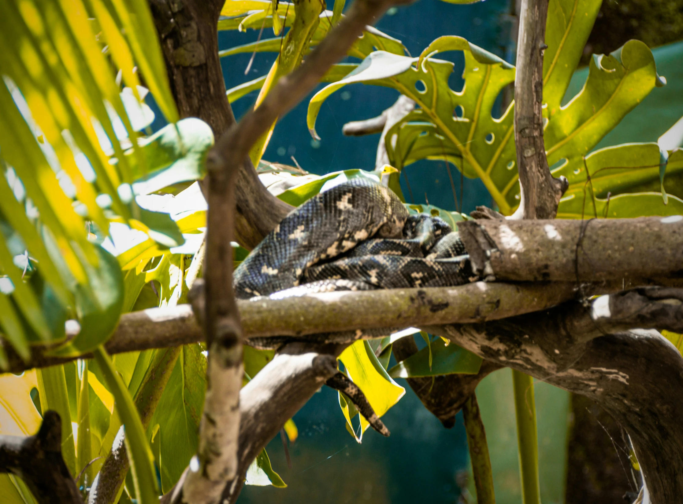 a snake in a tree sitting next to green leaves