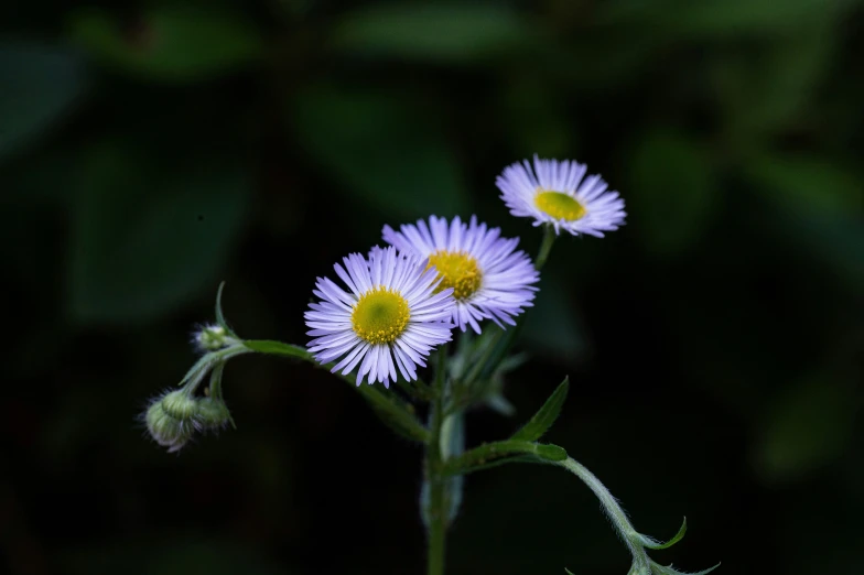 the small white flowers are very colorful