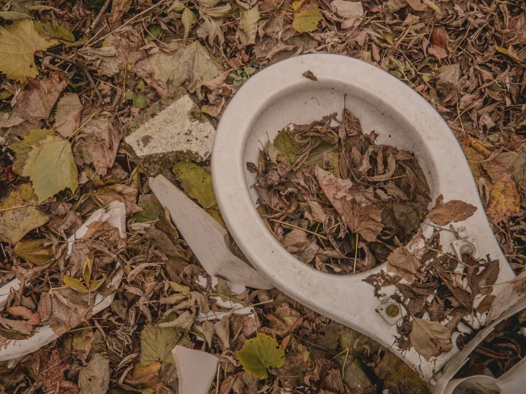 a toilet in the woods next to dead leaves