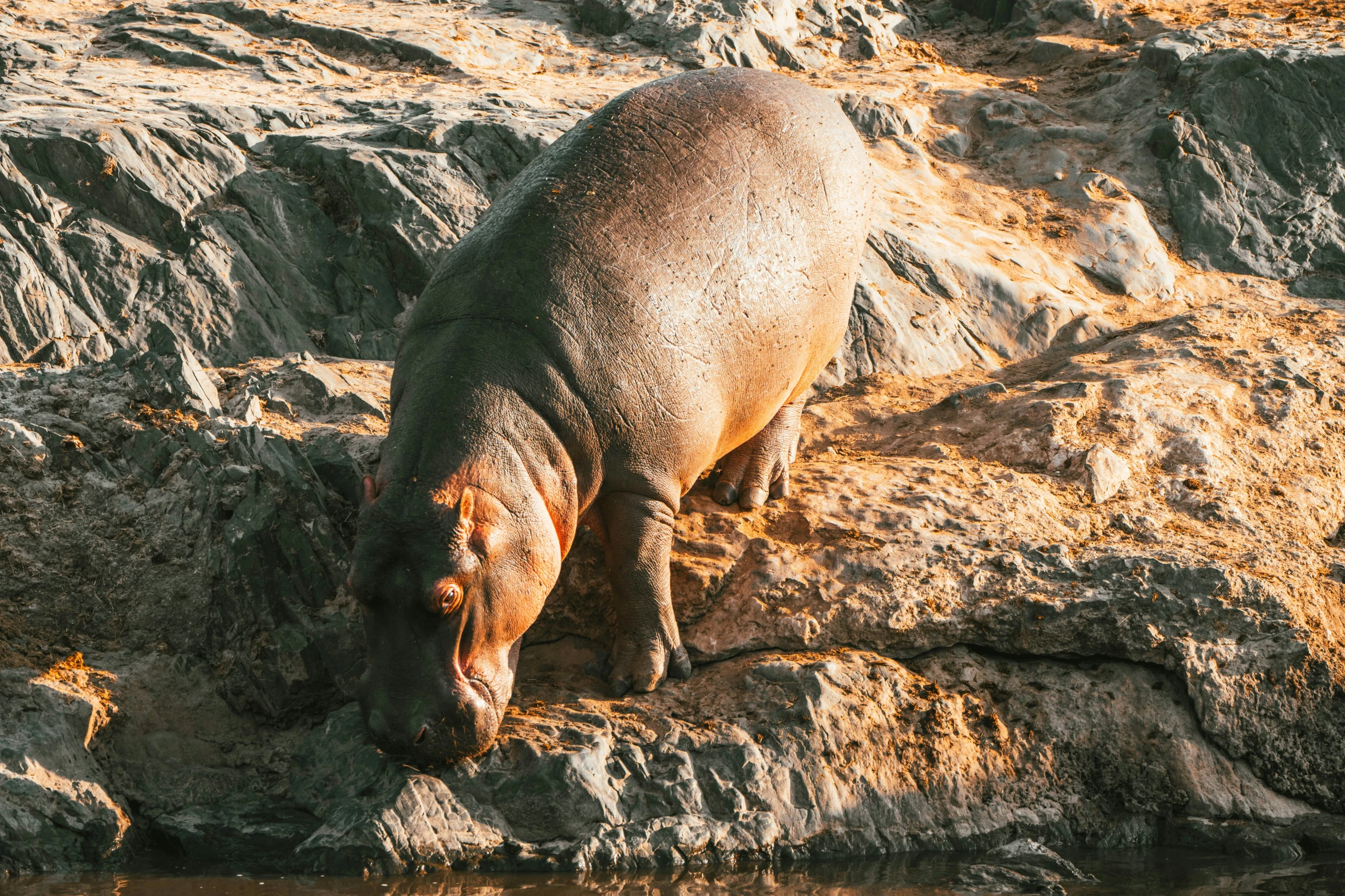 a hippopotamus standing on the shore drinking