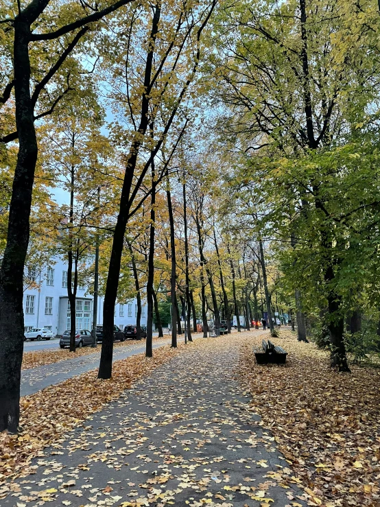 an empty pathway lined with leaf covered trees