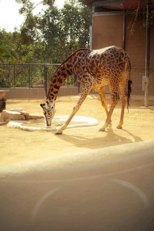 the giraffes is in a zoo eating some food