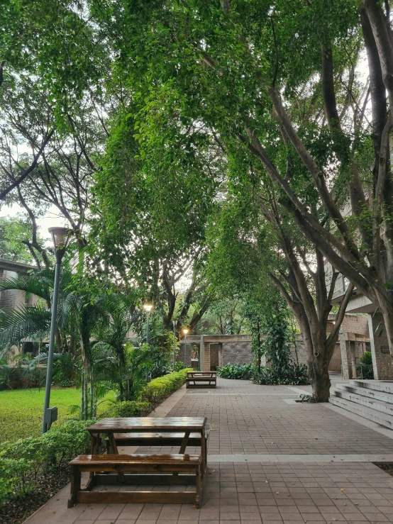 a couple of benches sit underneath a tree filled street