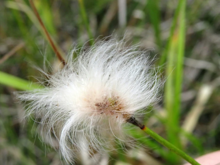 a dandelion has tiny white hair