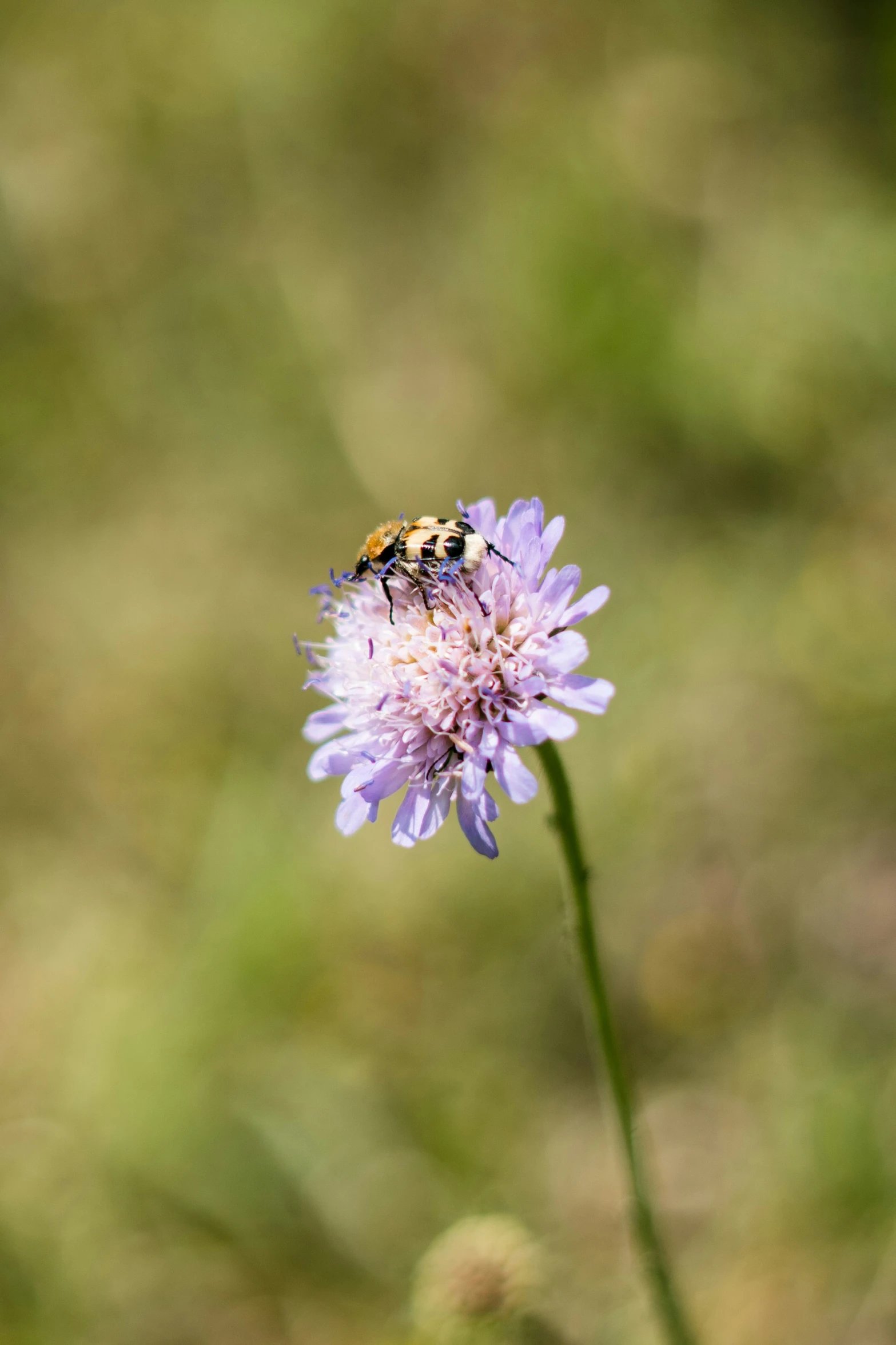 a bee is on top of a purple flower