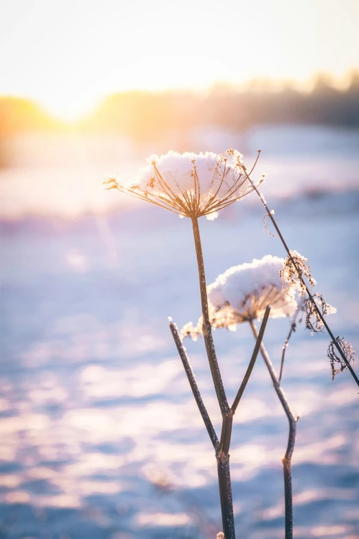 a tall plant with white flowers is covered with snow