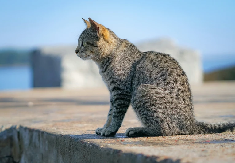 a cat is sitting on a brick walkway