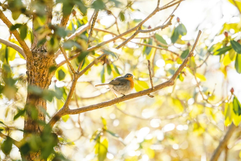 a bird perched on a nch in front of green leaves