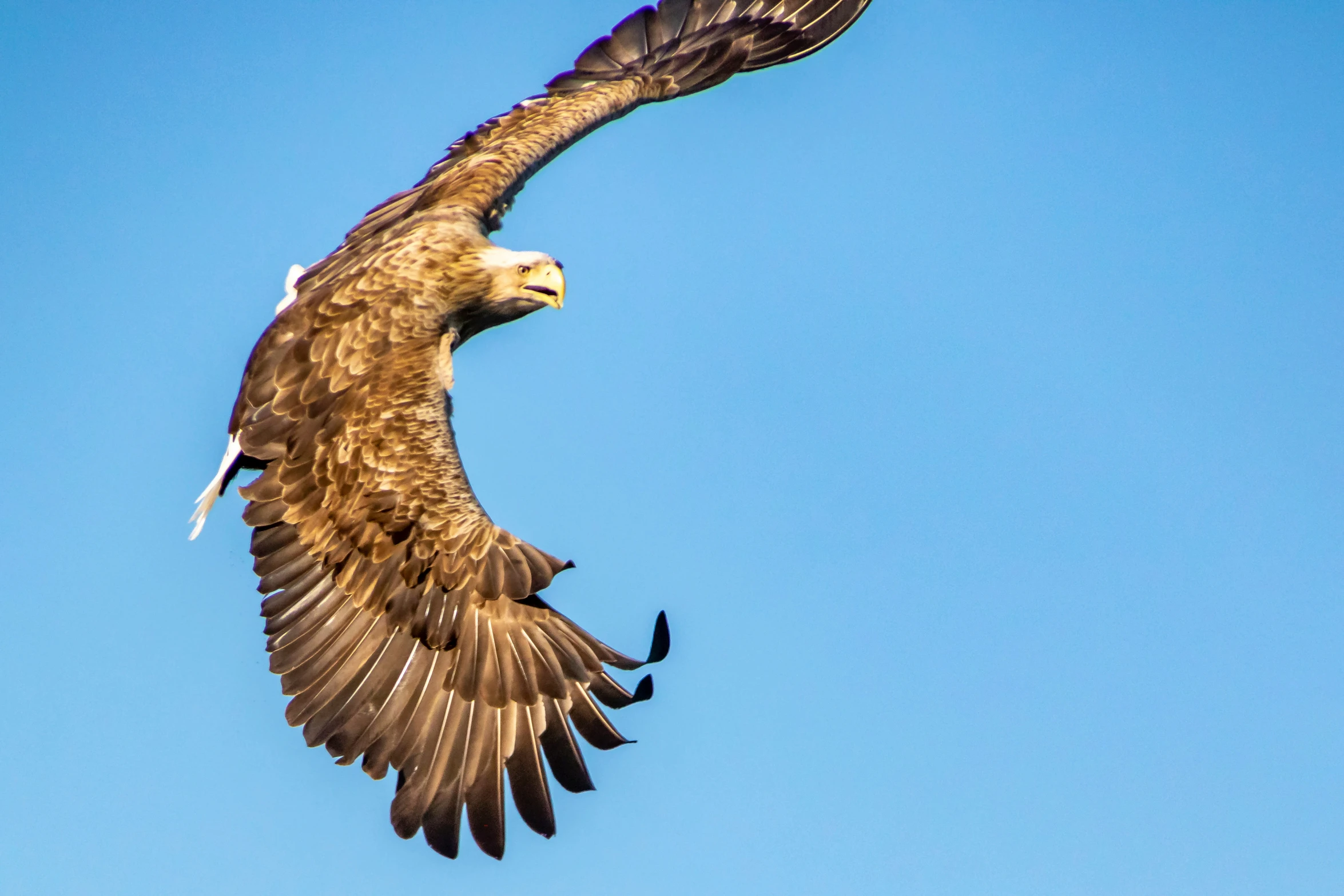 a close up of a bird of prey in flight