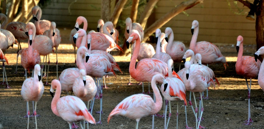 a flock of flamingos standing in a dirt field