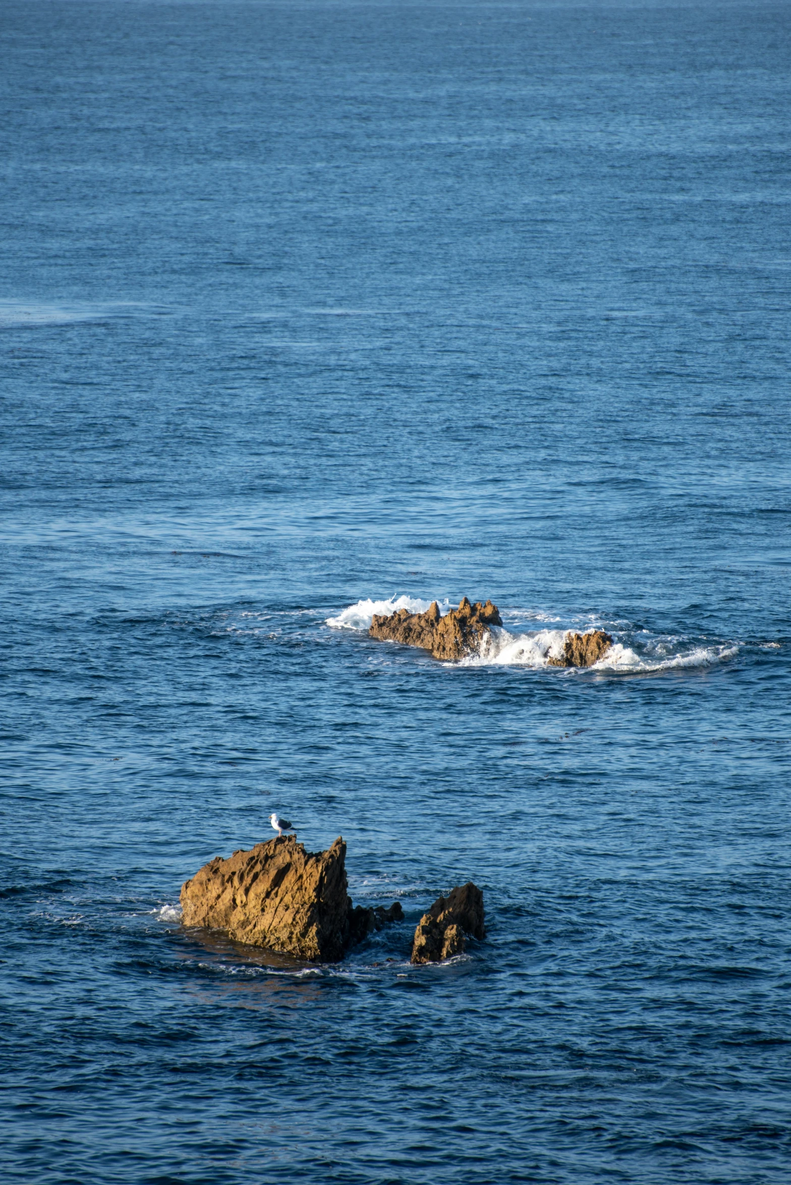 two seagulls are sitting on rocks by the ocean