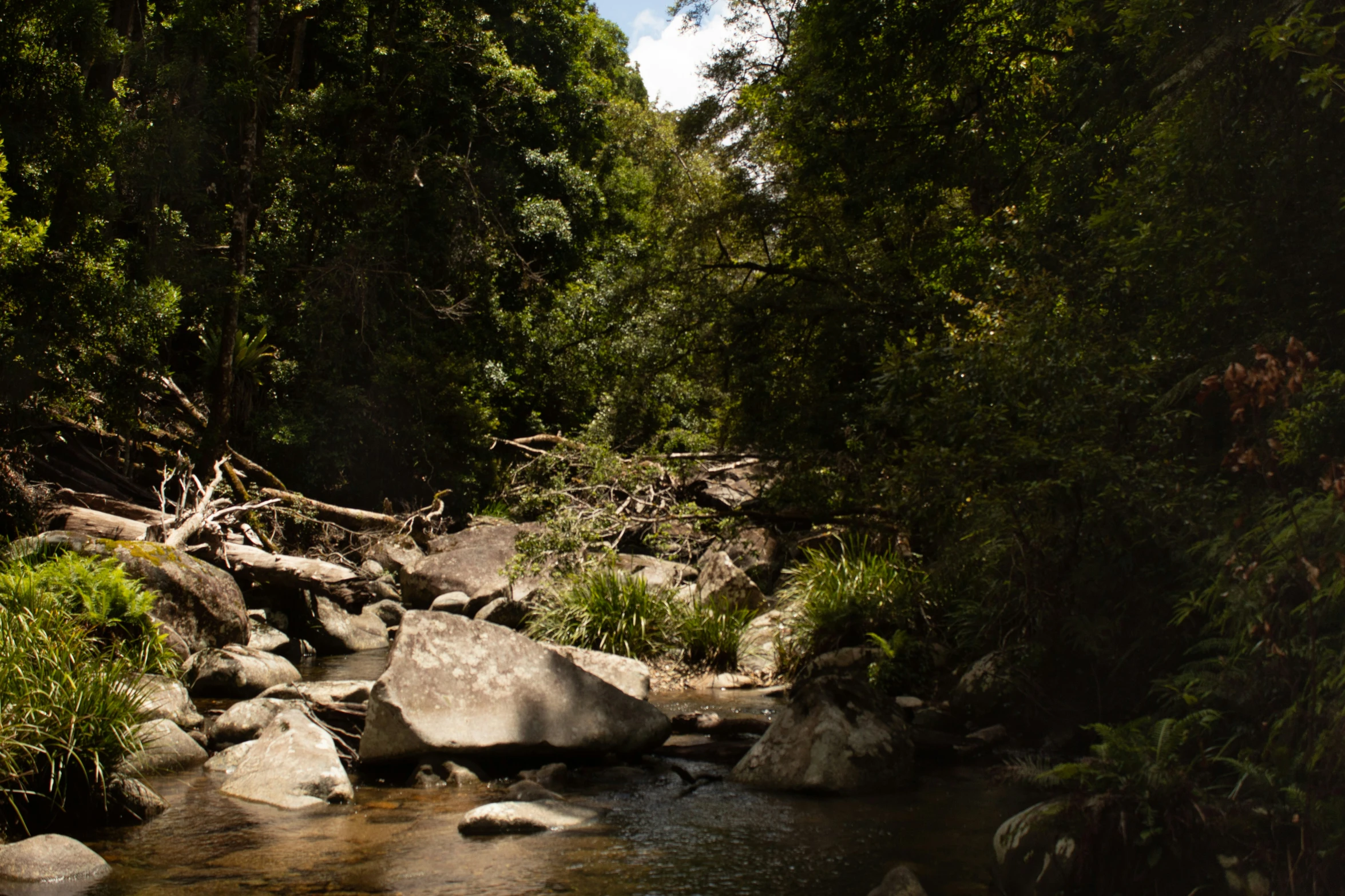 a stream running through a lush green forest