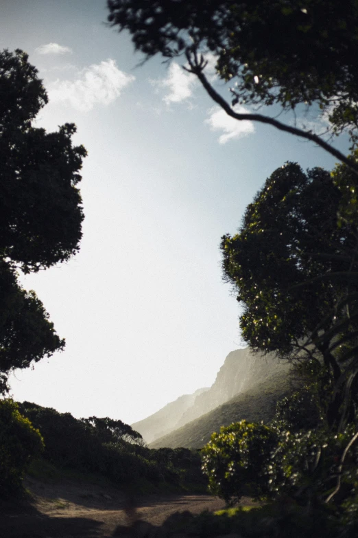 there are three different kinds of trees near the mountain