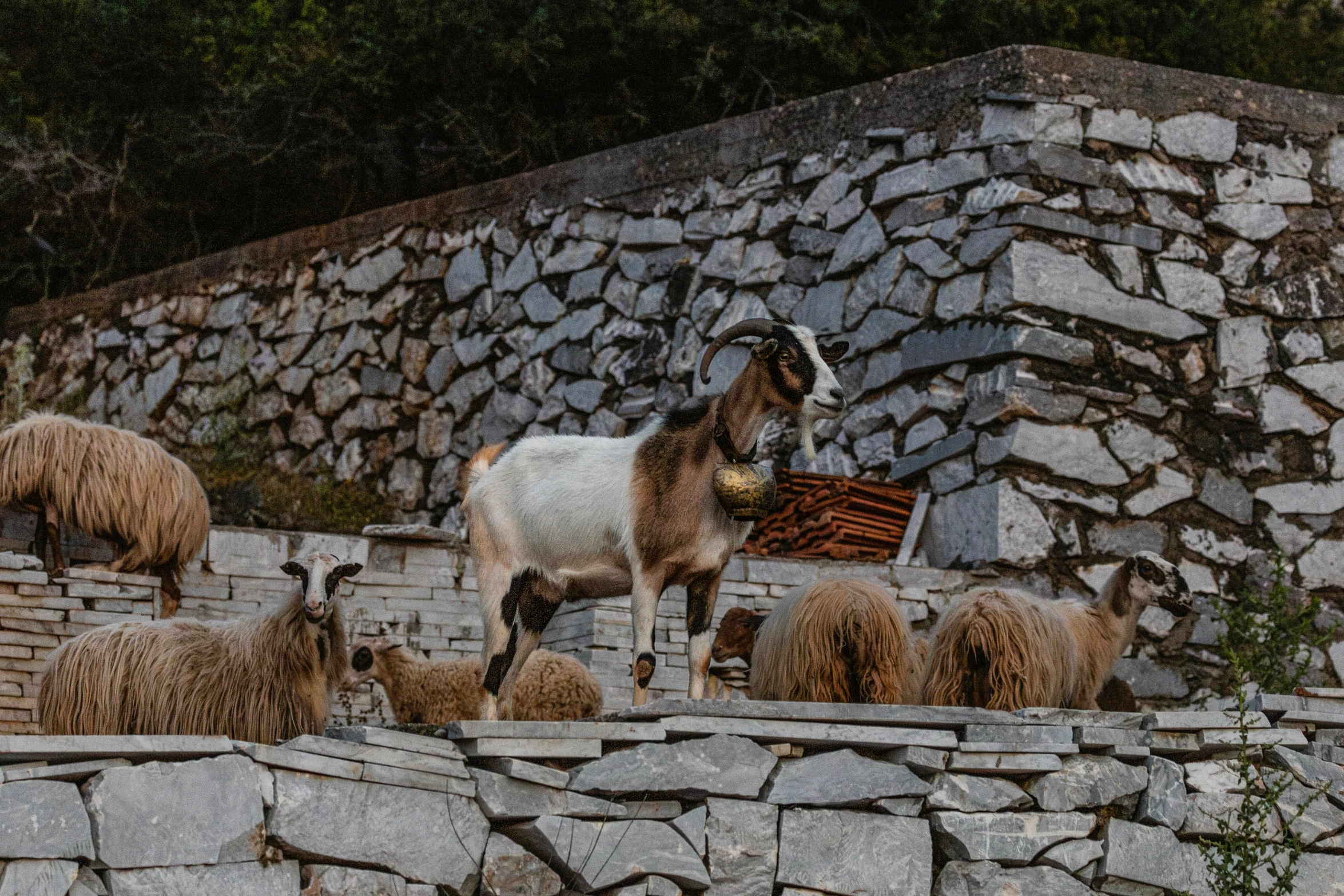 an animal that is standing in front of a wall