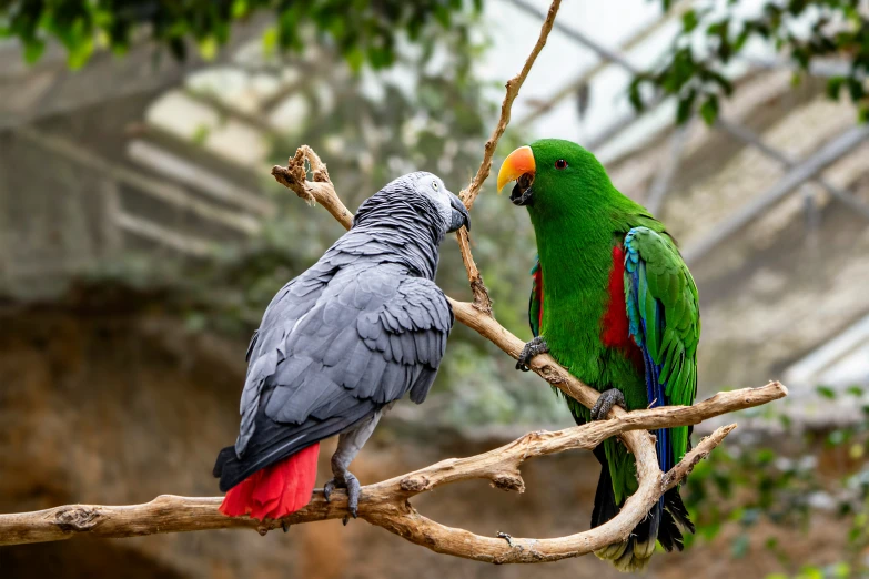 two parrots perching on the nches of trees