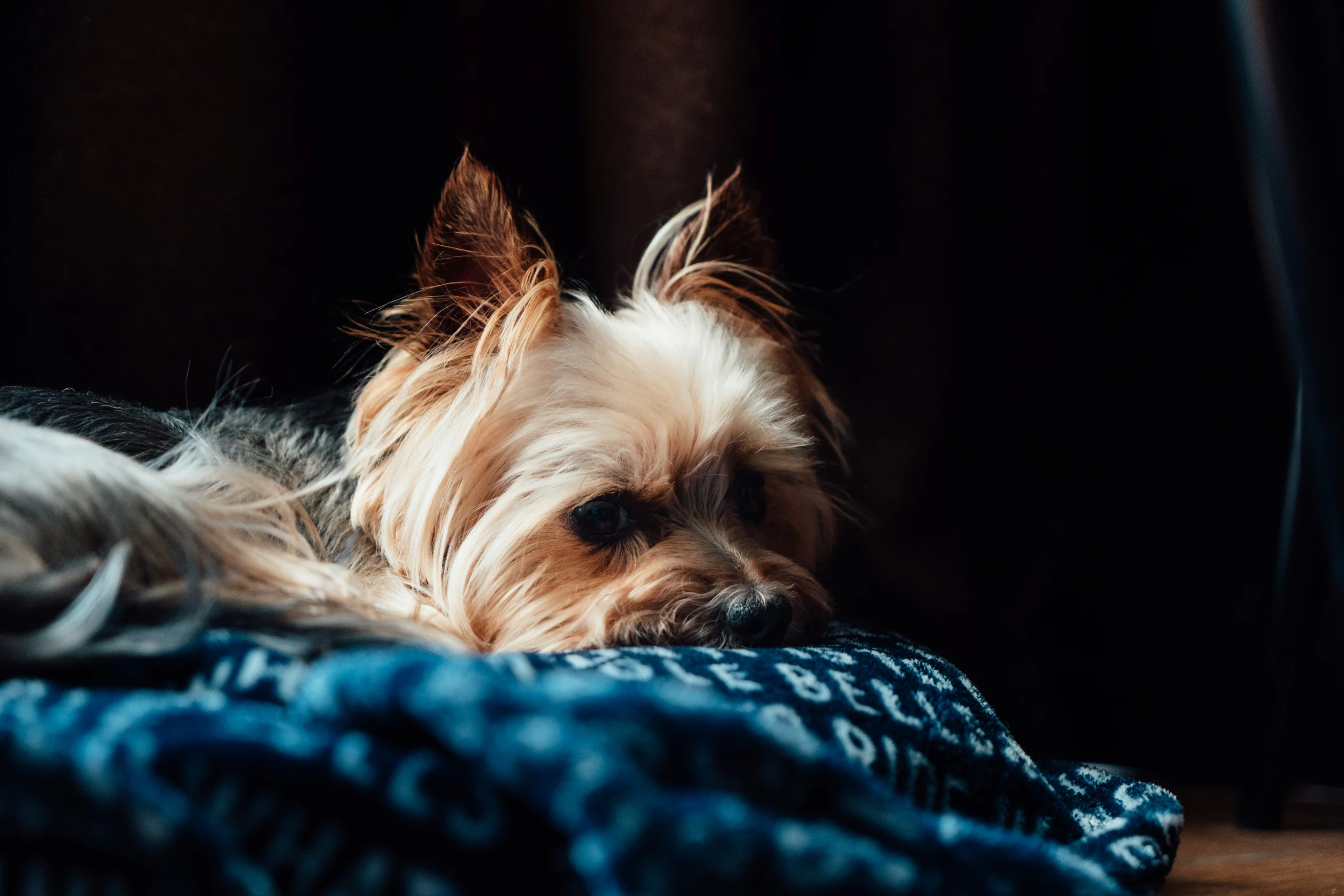 a small dog sleeping on top of a blue blanket