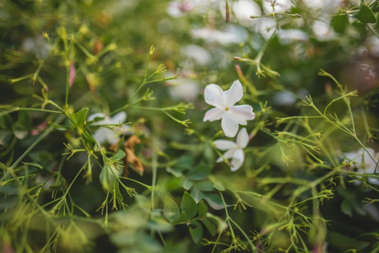 some white flowers growing on some plants outside