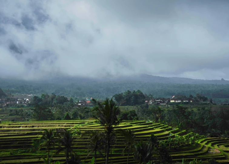 the lush green landscape is dotted with terraced fields