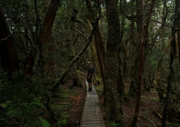 people are walking through a dense, dark forest