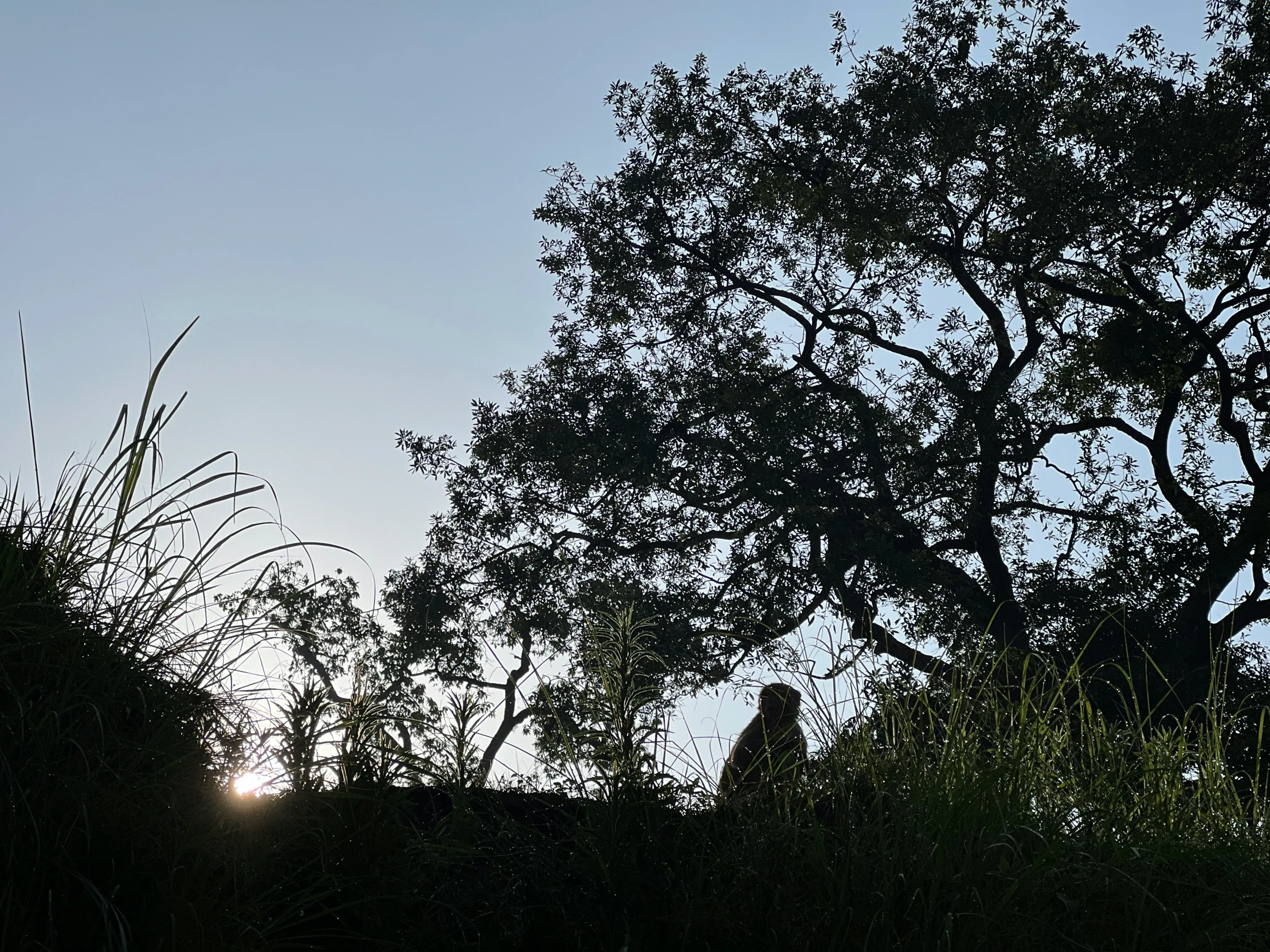 a couple stands under the shade of a big tree