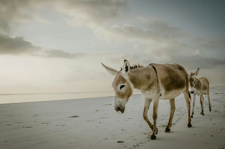 two donkeys walking down the beach at dusk