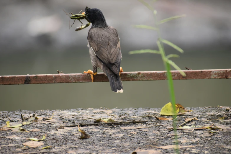 a bird on a perch eating a green item