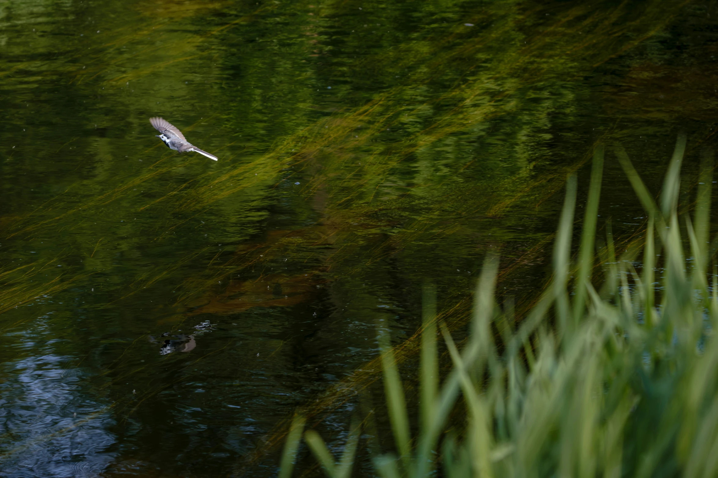 a small bird in the air above a body of water