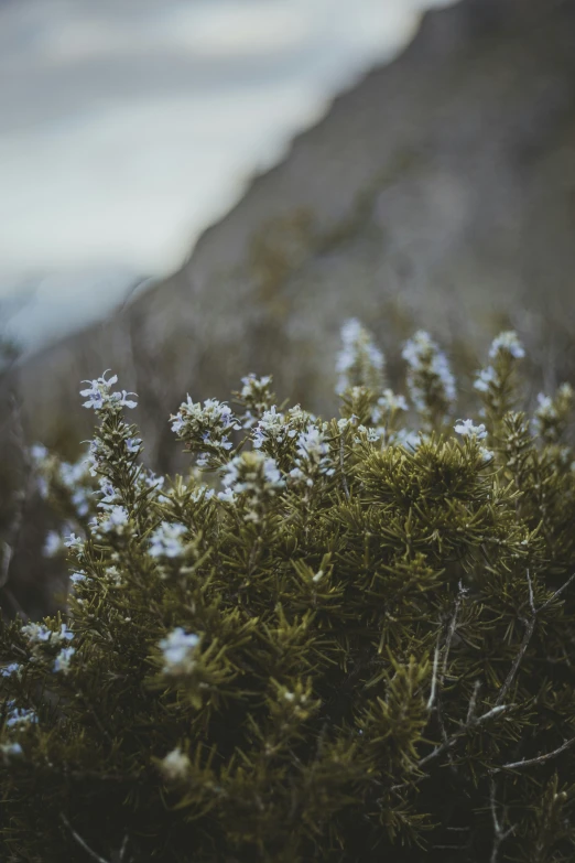 some flowers and bushes in front of a mountain