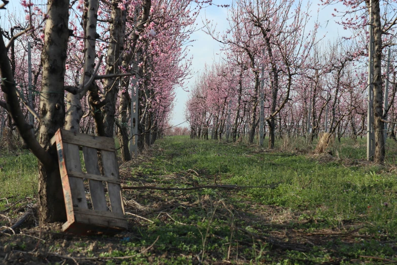 a wooden bench that is in the middle of the grass